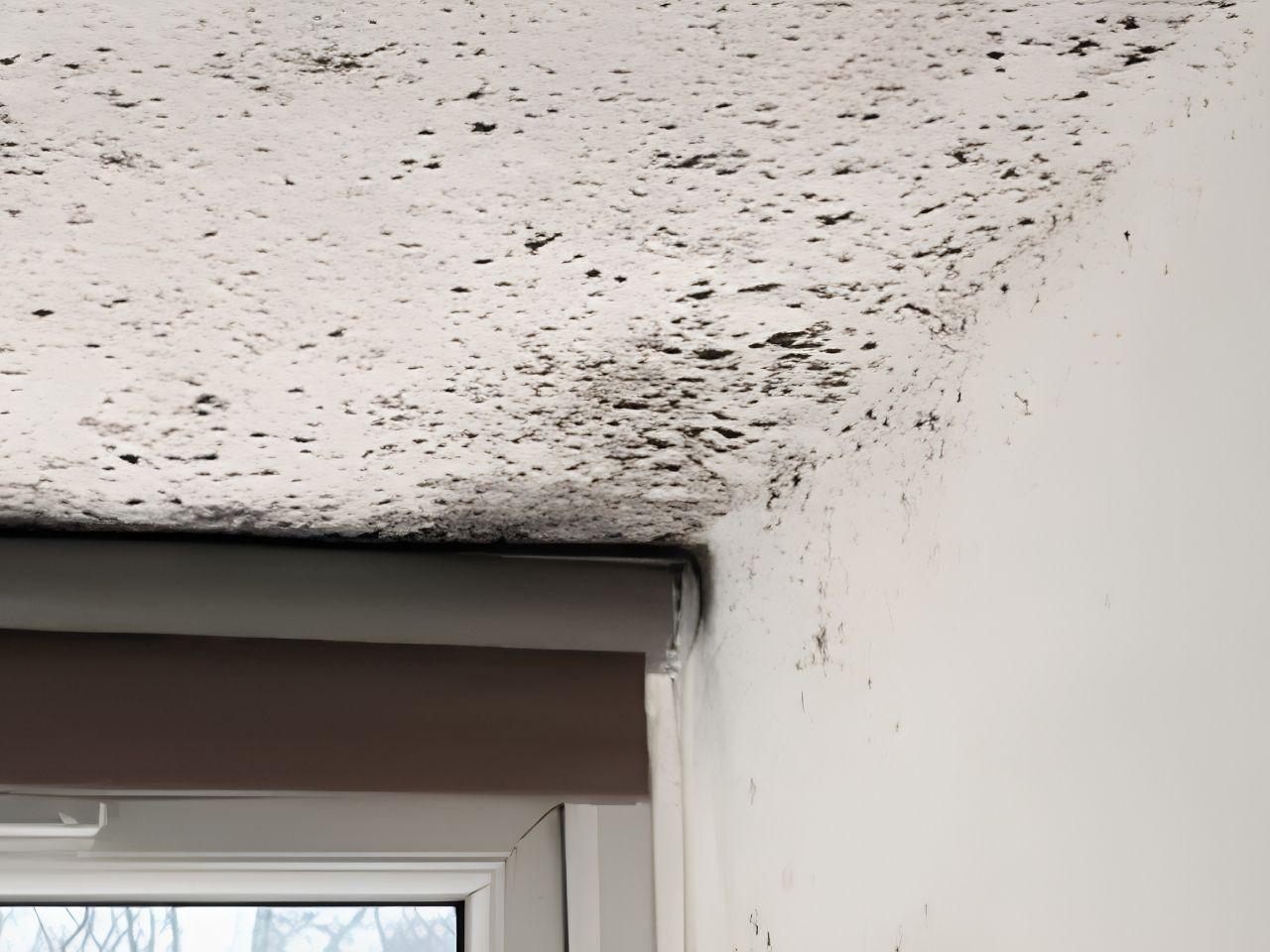 Black mould patches spreading across an HDB bathroom ceiling in Singapore